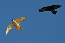 Raven (Corvus corax) mobbing Gyrfalcon (Falco rusticolus), Hornoya Island, Varanger Peninsula, Norway, March.