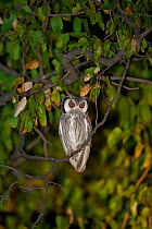 White-faced scops owl (Ptilopsis granti) perched in mopane woodland at night, Venetia Limpopo Nature Reserve, Limpopo Province, South Africa.