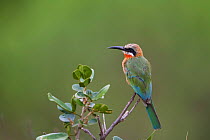 White-fronted bee-eater (Merops bullockoides) perched on the top of a bush, Kruger National Park, South Africa.