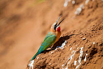 White-fronted bee-eater (Merops bullockoides) calling while perched near its nesting hole, Luvuvhu River, Kruger National Park, South Africa.