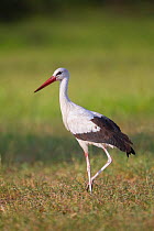 White stork (Ciconia ciconia)  in grassland, Mapungubwe National Park, South Africa.
