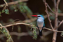 Woodland kingfisher (Halcyon senegalensis) perched in Acacia woodland on the banks of the Luvuvhu River, Kruger National Park, South Africa.