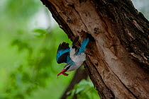Woodland kingfisher (Halcyon senegalensis) flying from its nest hole in tree, Shingwedzi River, Kruger National Park, South Africa.