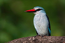 Woodland kingfisher (Halcyon senegalensis) perched in woodland on the banks of the Letaba River, Kruger National Park, South Africa.