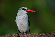 Woodland kingfisher (Halcyon senegalensis) perched in woodland, on the banks of the Letaba River, Kruger National Park, South Africa.