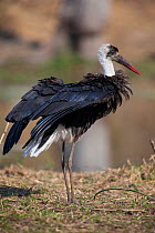 Woolly-necked stork (Ciconia episcopus) ruffling its feathers, Lake Panic, Kruger National Park, South Africa.