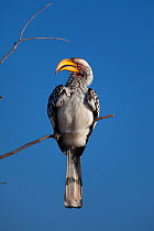 Southern yellow-billed hornbill (Tockus leucomelas) displays while calling in winter, Kruger National Park, South Africa.