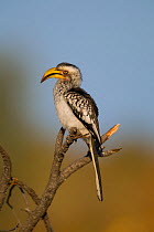 Southern yellow-billed hornbill (Tockus leucomelas) perched on a broken branch, Kruger National Park, South Africa.