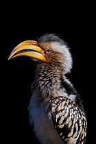 Portrait of a Southern yellow-billed hornbill (Tockus leucomelas) in early morning. Kruger National Park, South Africa.