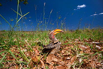 Southern yellow-billed hornbill (Tockus leucomelas) searching for food in leaf litter, Kruger National Park, South Africa.