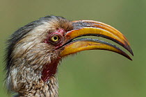 Portrait of a Southern yellow-billed hornbill (Tockus leucomelas) in woodland, Kruger National Park, South Africa.