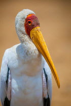 Portrait of a Yellow-billed stork (Mycteria ibis) on the banks of the Shingwedzi River, Kruger National Park, South Africa.