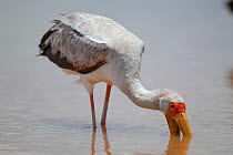 Yellow-billed stork (Mycteria ibis) feeding in the shallows of the Shingwedzi River, Kruger National Park, South Africa.