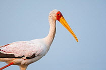 Portrait of a Yellow-billed stork (Mycteria ibis) fishing in the shallows of the Chobe River, Chobe National Park, Botswana.