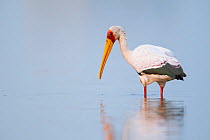 Yellow-billed stork (Mycteria ibis) hunting for fish, Chobe River, Chobe National Park, Botswana.