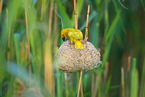 Male African golden weaver (Ploceus subaureus) tending to its nest in reedbeds, Simangaliso Wetland Park, KwaZulu-Natal, South Africa.