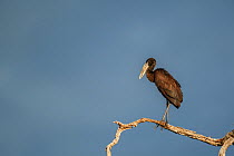 African openbill (Anastomus lamelligerus) perched on the branch of a dead tree, Zibadianja Lagoon, Selinda Reserve,  northern Botswana.