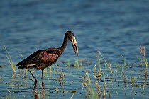 African openbill (Anastomus lamelligerus) searching for food in the shallows of the Chobe River, Chobe National Park, Botswana.
