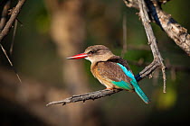 Brown-hooded kingfisher (Halcyon albiventris) perched on a dead branch, Limpopo River, Northern Tuli Game Reserve, Botswana.