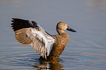 Cape shoveller (Anas smithii) spreading its wings on water,  Marievale Bird Sanctuary, South Africa.