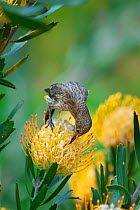 Cape sugarbird (Promerops cafer) feeding on a Pincushion protea (Leucospermum sp) in the Cape Floral Kingdom, Cape Town, South Africa. Endemic to the fynbos region of South Africa.