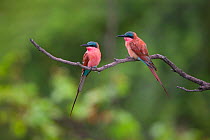 Two Carmine bee-eaters (Merops nubicoides) perched on a dead branch, Venetia Limpopo Nature Reserve, Limpopo Province, South Africa.