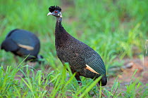 Southern crested guineafowls (Guttera edouardi) searching for food, Luvuvhu River, Kruger National Park, South Africa.