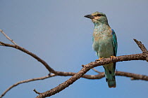 European roller (Coracias garrulus) perched in a tree, Kruger National Park, South Africa.