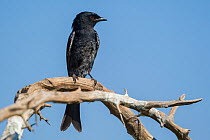 Fork-tailed drongo (Dicrurus adsimilis) perched on a dead branch,  Venetia Limpopo Nature Reserve, Limpopo Province, South Africa.