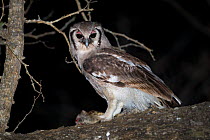 Verreaux's eagle owl (Bubo lacteus) feeding on a Genet (Genetta sp.) at night in riverine woodland, Mapungubwe National Park, Limpopo Province, South Africa.