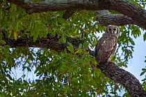 Verreaux's eagle owl (Bubo lacteus) roosting in a Tamboti tree (Spirostachys africana) along the Shingwedzi River, Kruger National Park, South Africa.