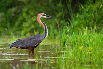 Goliath heron (Ardea goliath) standing in the waters, Lake Panic, Kruger National Park, South Africa.