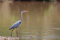 Grey heron (Ardea cinerea) with brightly coloured bill and legs, Shingwedzi River, Kruger National Park, South Africa.