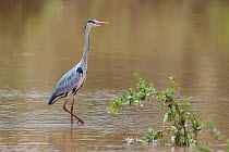 Grey heron (Ardea cinerea) with brightly coloured bill and legs, Shingwedzi River, Kruger National Park, South Africa.