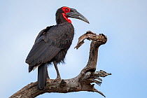 Southern ground hornbill (Bucorvus leadbeateri) perched in a dead tree during summer, Kruger National Park, South Africa.