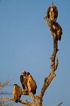 Lappet-faced vulture (Torgos tracheliotos) resting on a dead tree alongside White-backed vultures (Gyps africanus), Kruger National Park, South Africa. Vulnerable species.