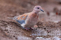 A laughing dove (Spilopelia senegalensis) visits a waterhole in summer in Botswana's Northern Tuli Game Reserve.