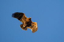 Lesser spotted eagle (Clanga pomarina) in flight over Mapungubwe National Park, Limpopo Province, South Africa.