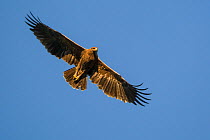 Lesser spotted eagle (Clanga pomarina) in flight over Mapungubwe National Park, Limpopo Province, South Africa.