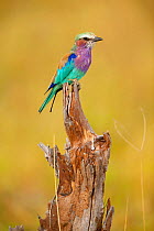 Lilac-breasted roller (Coracias caudatus) resting on a snag, Kruger National Park, South Africa.