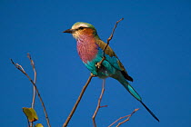 Lilac-breasted roller (Coracias caudatus) resting on a branch, Kruger National Park, South Africa.