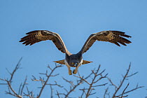 Martial eagle (Polemaetus bellicosus) flying, Kruger National Park, South Africa.
