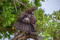 Martial eagle (Polemaetus bellicosus) preening itself after rainstorm, Kruger National Park, South Africa. Vulnerable.