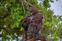 Martial eagle (Polemaetus bellicosus) preening itself after rainstorm, Kruger National Park, South Africa. Vulnerable.