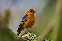 Natal robin (Cossypha natalensis) perched on a branch, Hluhluwe-imfolozi Park, KwaZulu-Natal Province, South Africa.