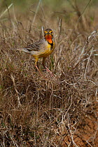 Cape longclaw (Macronyx capensis) in grassland, Kariega Game Reserve, Eastern Cape, South Africa.