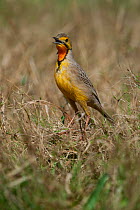 Cape longclaw (Macronyx capensis) in grassland, Kariega Game Reserve, Eastern Cape, South Africa.