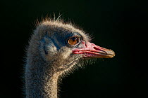 Male Ostrich (Struthio camelus) head portrait, lit by late afternoon light, Kariega Game Reserve, Eastern Cape, South Africa.