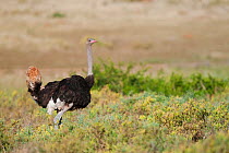 Male Ostrich (Struthio camelus) displaying using its tail and wing feathers, Kariega Game Reserve, Eastern Cape, South Africa.
