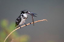 Pied kingfisher (Ceryle rudis) perched on a dead branch with fish after successful dive at a waterhole, Venetia Limpopo Nature Reserve, Limopopo Province, South Africa.